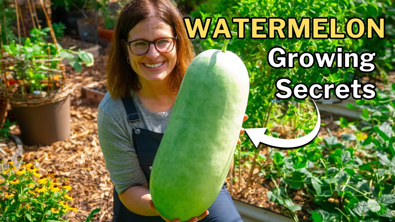 WATERMELON GROWING GUIDE: From Seed to Harvest