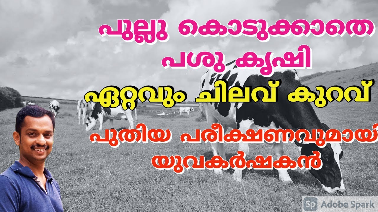 low cost cow farm #pashu farm #pashu krishi #pasu farm #low cost Dairy farm #grass less cow farming