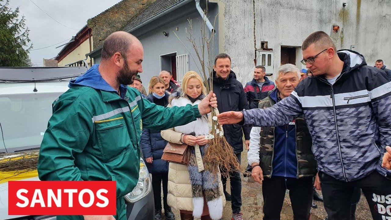 PODELJENE SADNICE BELOG JASENA U KNIĆANINU