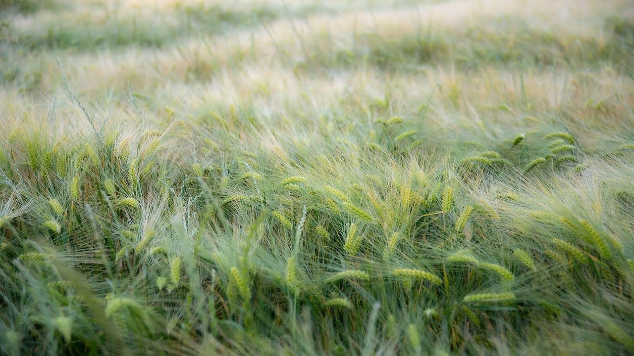 Un Momento para Escuchar al Viento 🎵 Sintonías de Paz Sin Tiempo