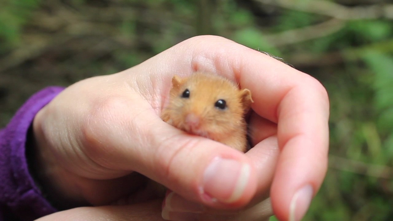 Monitoring wild dormice in North Wales