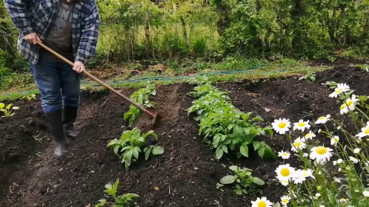 How To Earth Up Potatoes