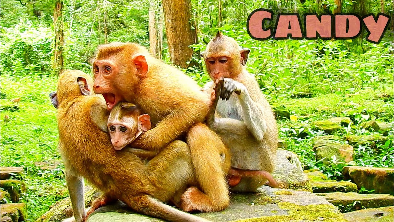 Poor abandoned Canyon lost warming for long time, now she has  adopted by Gradually