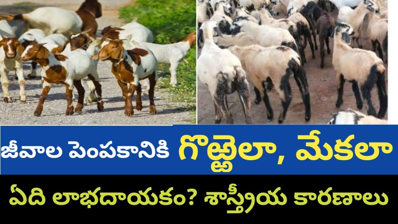 Sheep or Goat which is best for Profitable Farming | గొర్రెలా?మేకలా?ఏది లాభదాయకం| Dr. Madankumar Vet