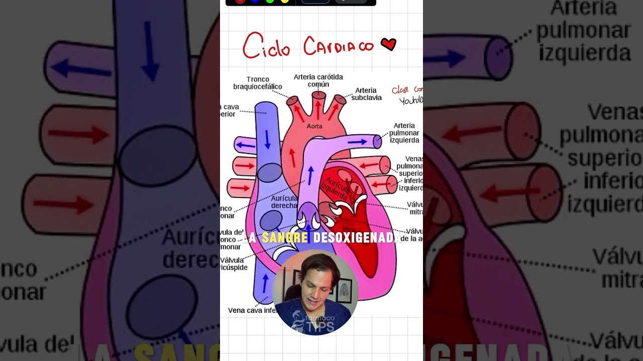 Ciclo cardiaco: explicaci&oacute;n definitiva #medicina #aprende #estudio