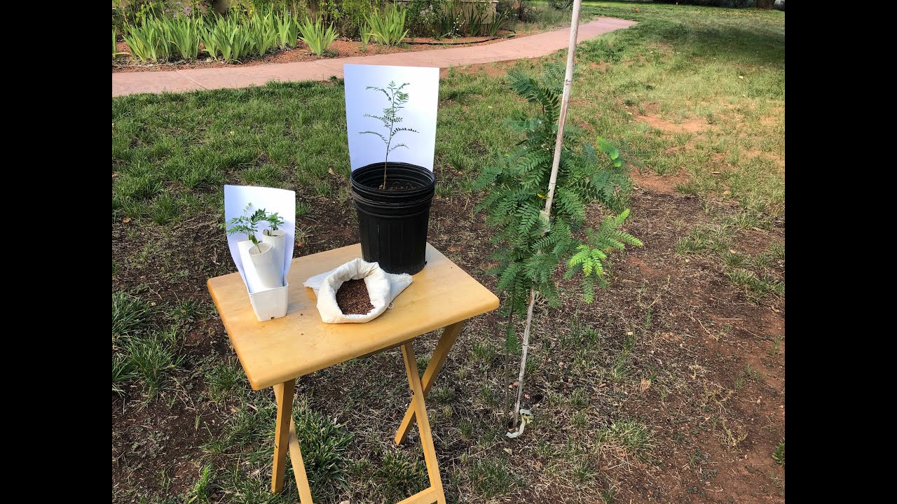Growing Locust Trees From Seed