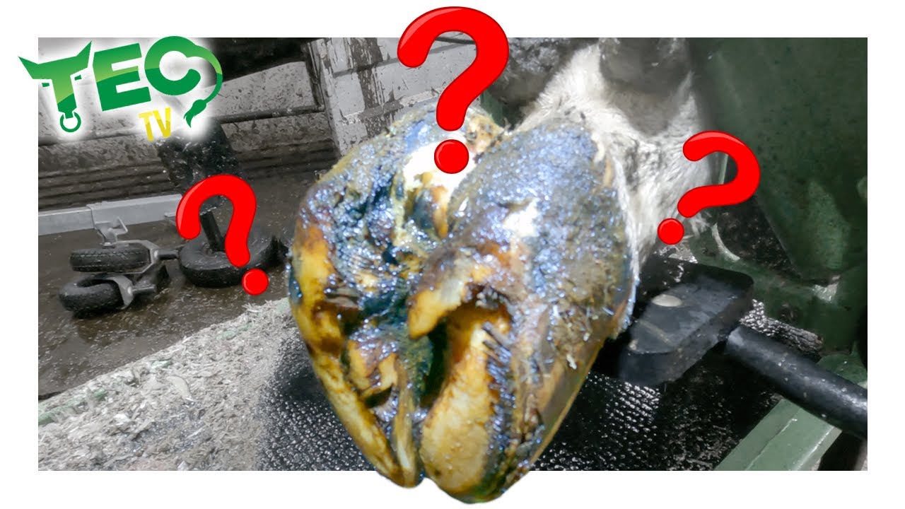 I NEED HELP DIAGNOSING THIS ONE 🤷🧐 | TEC TV