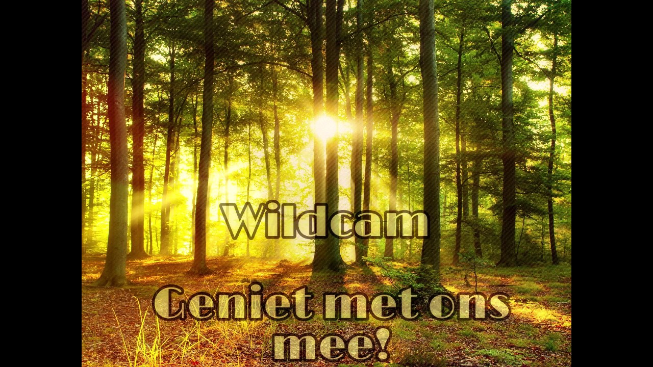 Wildcam Drenthe