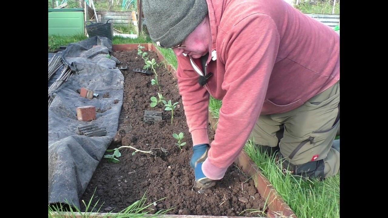 Sowing seeds for March and planting out the broad beans