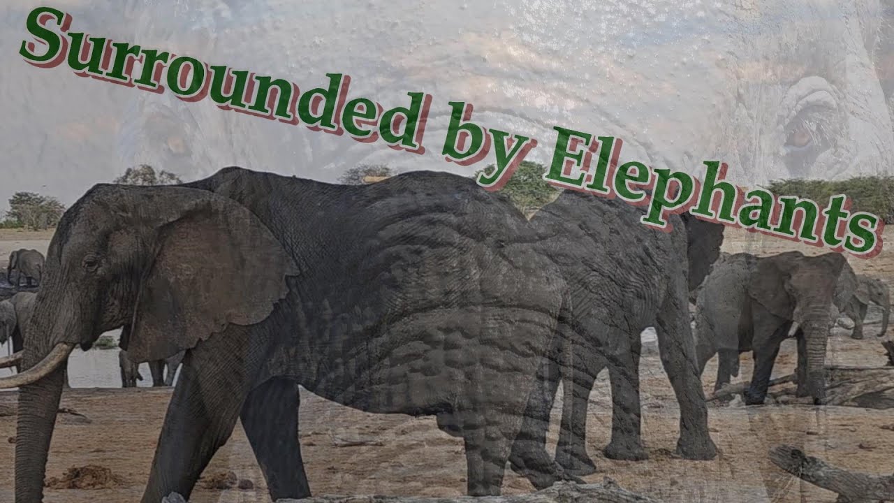 African Safari, Exploring Zimbabwe, Surrounded by elephants in Hwange National Park 