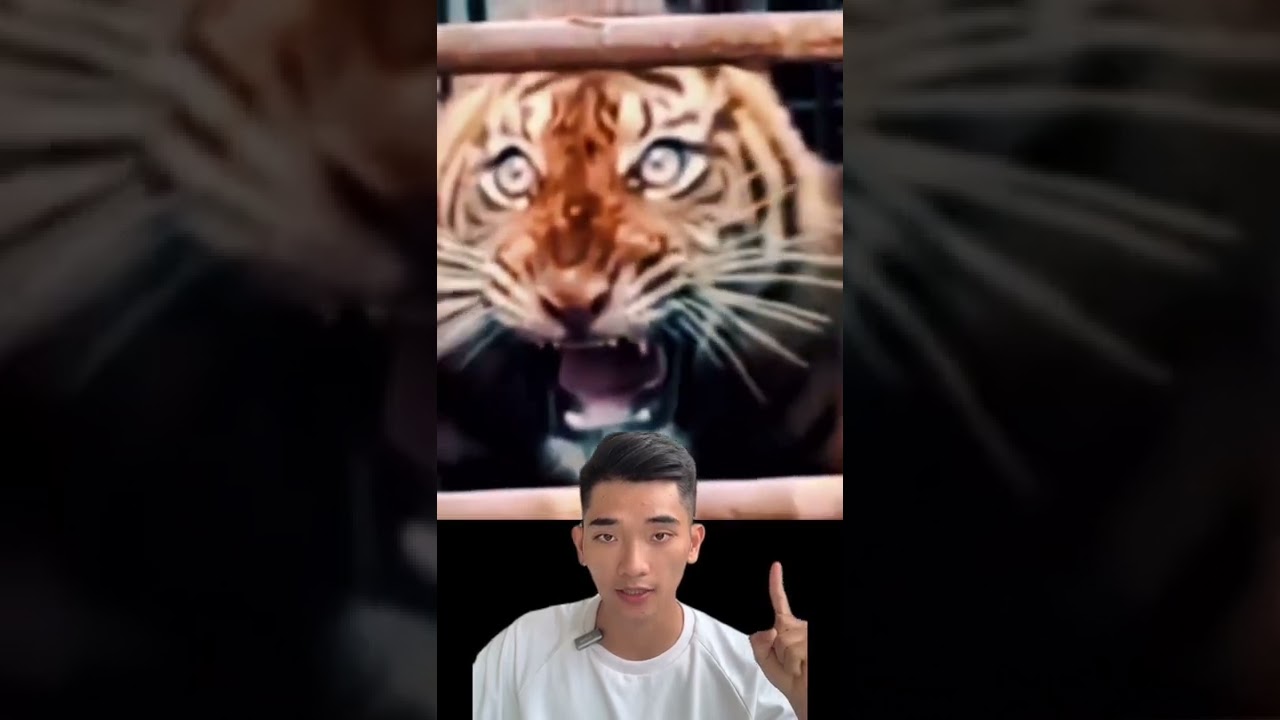 Sự kh&aacute;c nhau giữa hổ hoang d&atilde; v&agrave; hổ do con người nu&ocirc;i