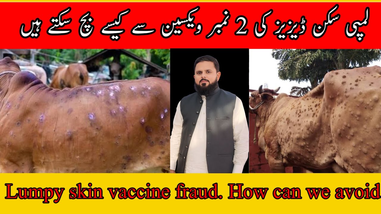 Lumpy skin disease vaccine fraud| Dr Tariq