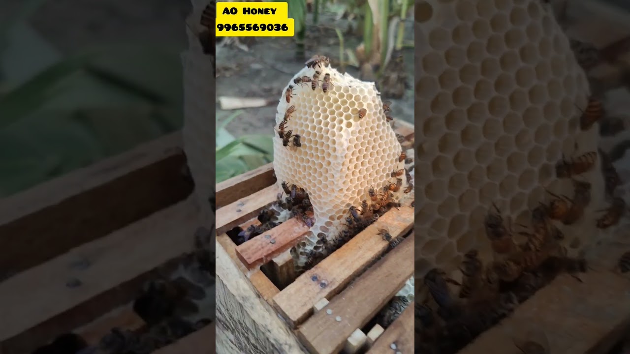 🤔இது தெரியாமல் தேனீ பெட்டிகளை வாங்க வேண்டாம் #aohoney #beehoney #beekeepingadventure