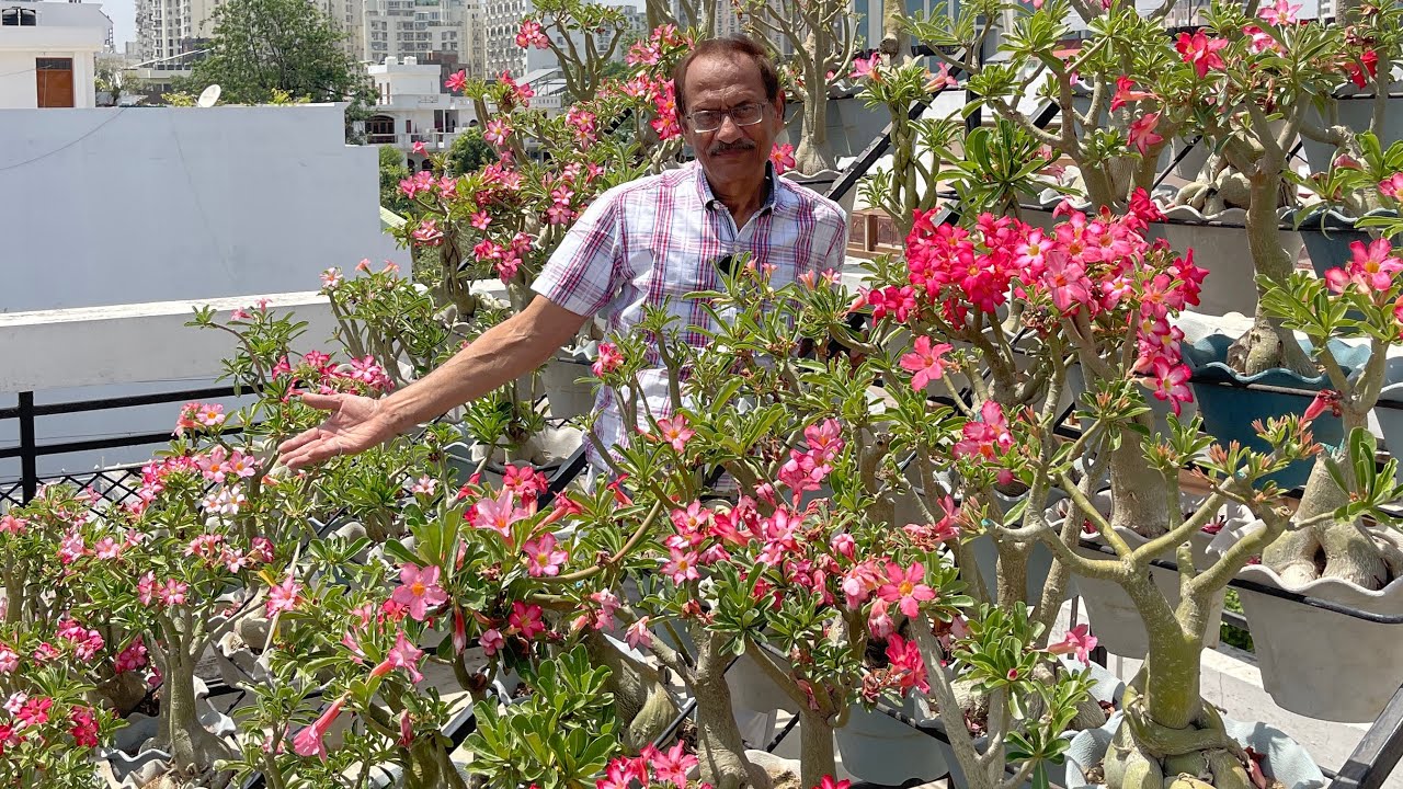 अनिल टंडन जी ने खोला अडेनियम की मिट्टी का राज़ 🤩 अब नहीं मरेंगे अडेनियम 😃 Adenium Gardening Tips