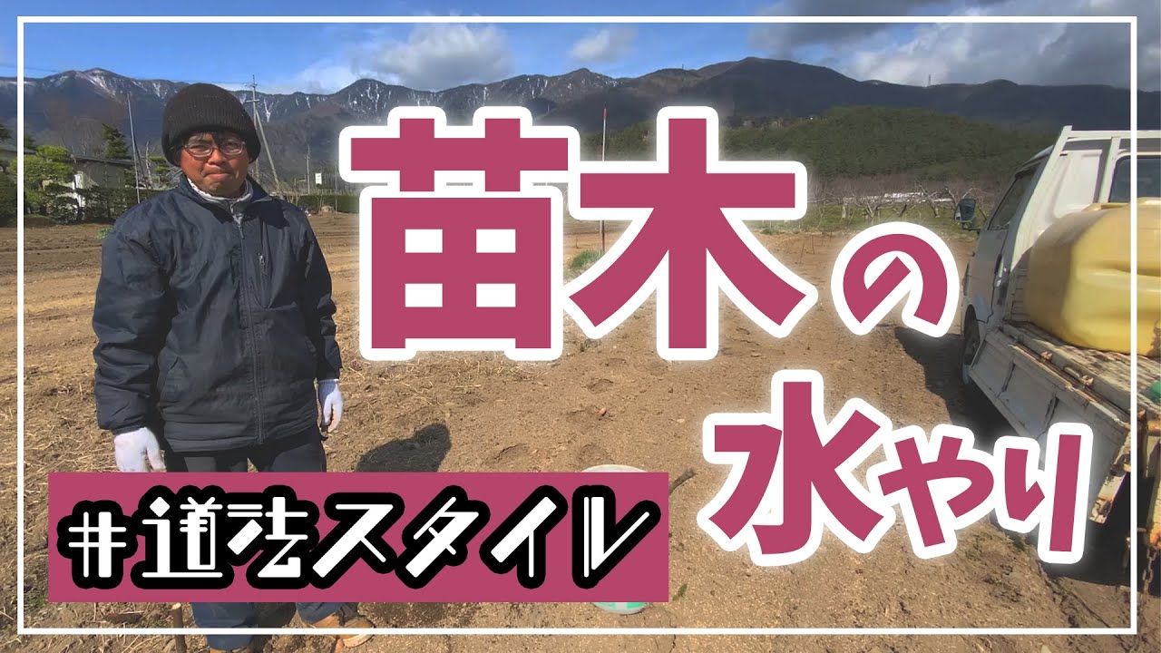 【道法スタイル】苗木に水やり（さくらんぼとイチジク②）