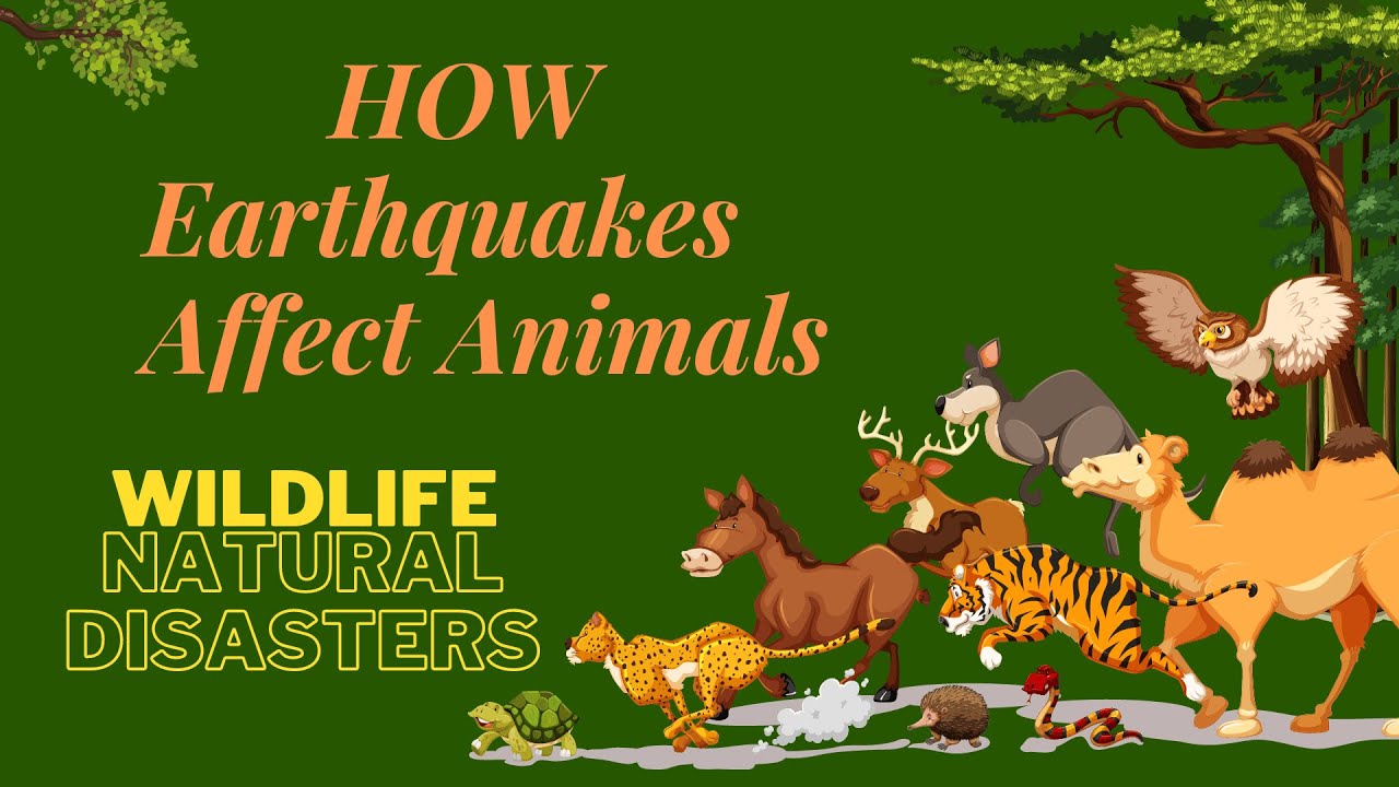 How Earthquakes Affect Animals | Wildlife | Amazing Animals