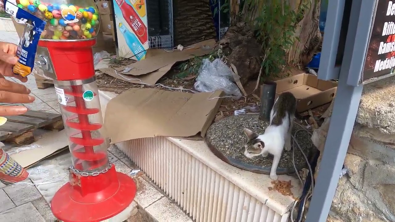CRNA GORA 2025   Cat feeding