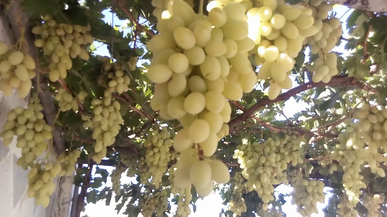 افضل انواع العنب (العنب البيروتي).Things You Didn't Know About Beirut Grapes
