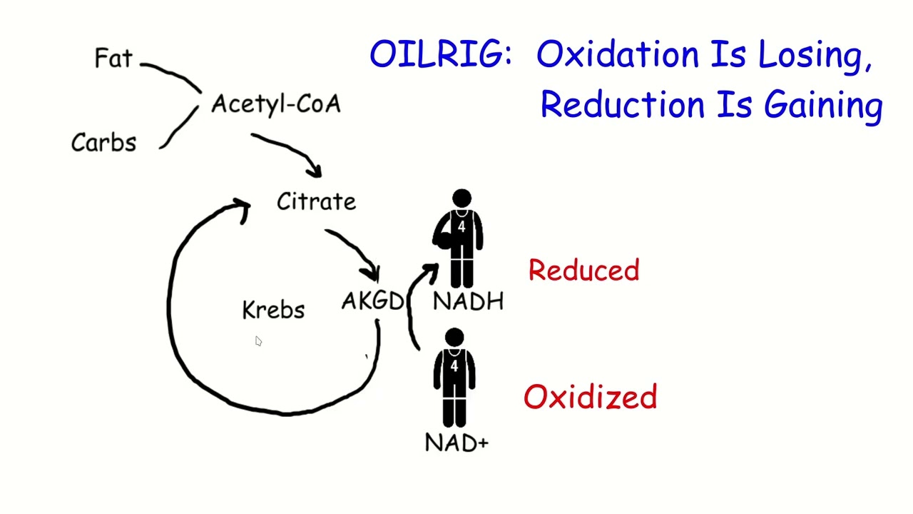 Fighting Oxidative Stress with Oxidants; Obesity Explained, Episode 6