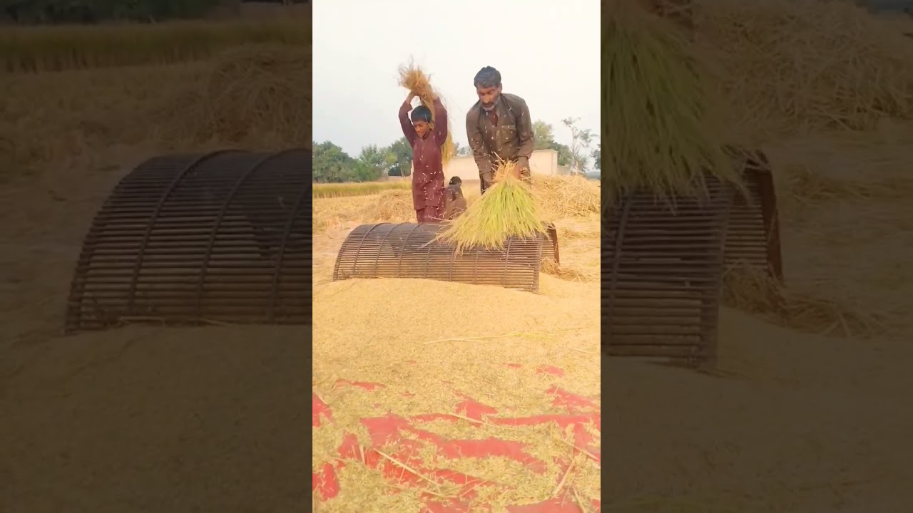 Rice production of Pakistan #agribusiness #farming #rice #interestingfacts #villagelife# working