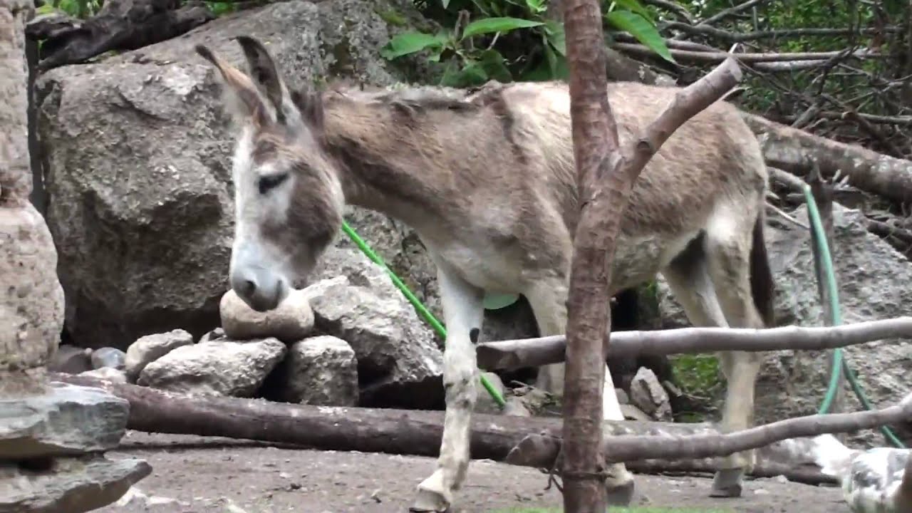Animals of the andes (HD), wildlife in Bolivia and Peru (Macchu Picchu).
