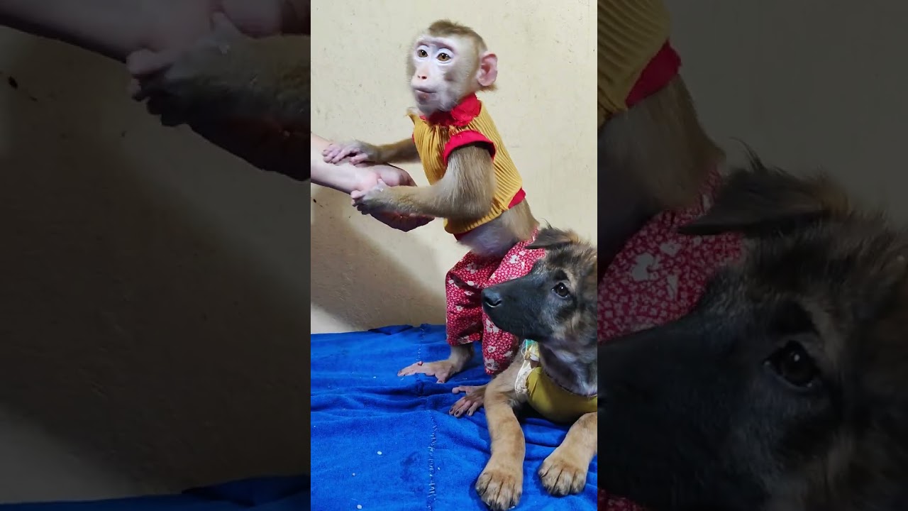Baby Monkey Playtime with Friends
