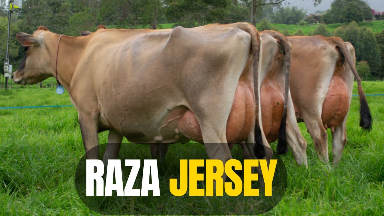 Raza de ganado JERSEY: por qué es tan productiva y eficiente