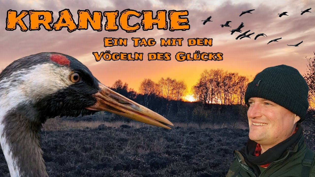 KRANICHE in der Diepholzer Moorniederung - Ein Tag mit den Vögeln des Glücks | NaturFilm | Abenteuer