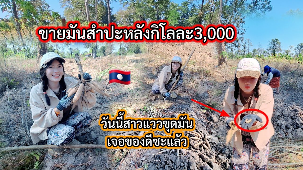 #ขายมันสำปะหลังกิโล3,000ที่ลาว🇱🇦#สาวแววขุดมันเจอของดีวันนี้😲#วิถีชาวบ้าน 29 มกราคม ค.ศ. 2026