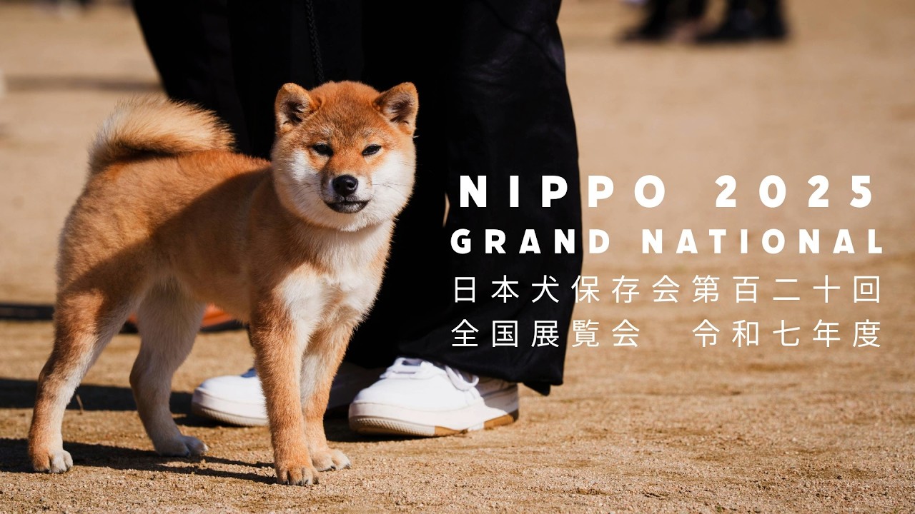 NIHON KEN HOZONKAI NIPPO Grand National 2025 - COMPILATION 令和７年度 公益社団法人日本犬保存会第１２０回全国展覧会 「総集編」