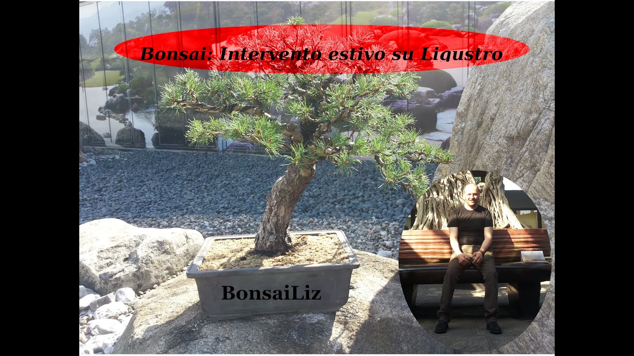 Bonsai: Lavorazioni - Intervento estivo su Ligustro