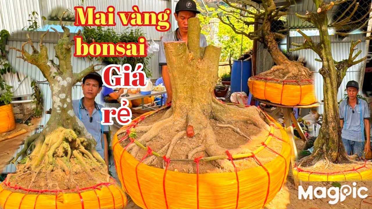 A Tùng 👉 Zalo 0933243550💥Gl mai vàng bonsai lùn lực, một cốt cành cổ giá rẻ tại ĐT 