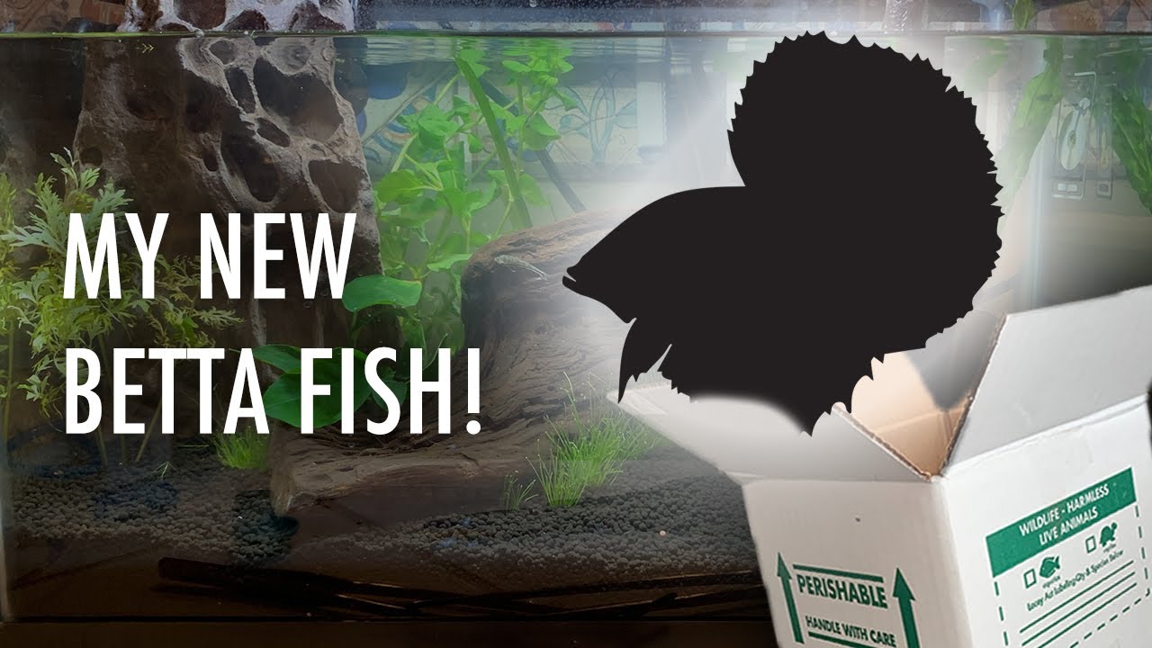 Unboxing My NEW Candy KOI BETTA FISH from THAILAND!