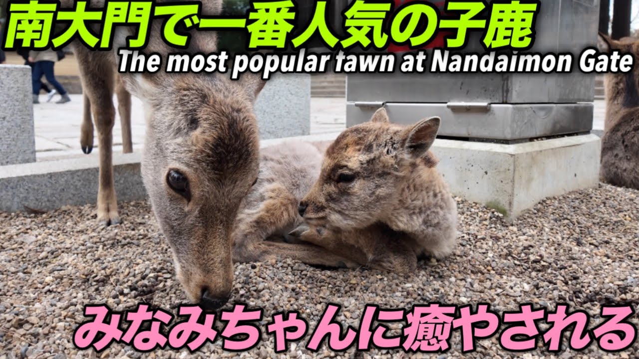 南大門で一番人気の子鹿　みなみちゃんに癒されるThe most popular fawn at Nandaimon Gate