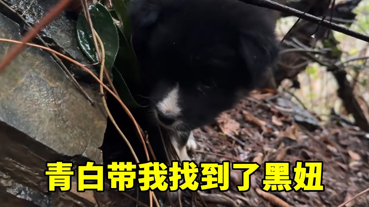 聪明的青白，带我找到了黑妞的新窝【乡野志刚】