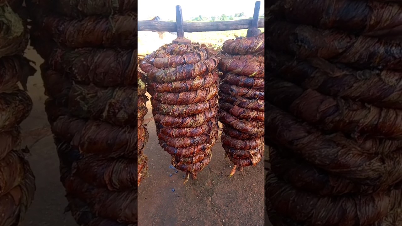 Fumo de corda em Alagoas (Tabaco de corda) #agro