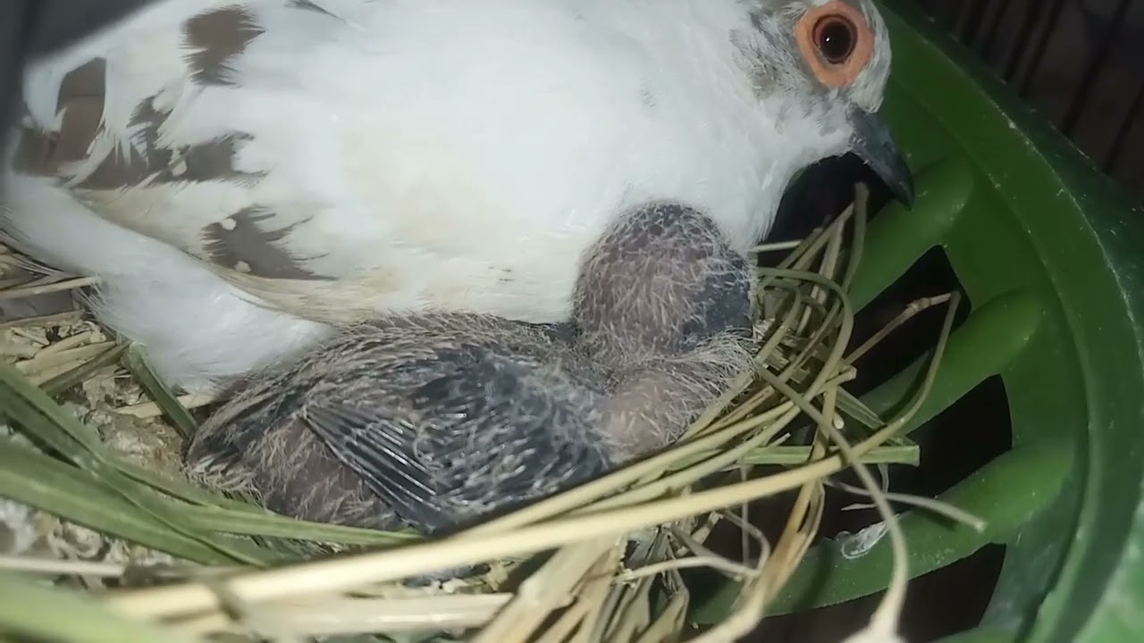 Diamond pied dove with chicks | Birds Fusion | Birds Lovers
