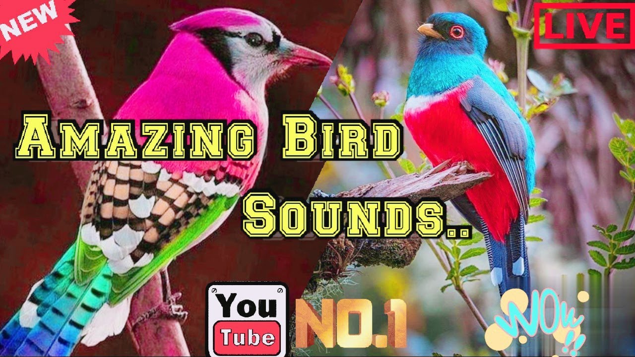 Amazing Bird Sounds || Beautiful Bird Singing || Bird Chirping Sounds||#FamousBirdSounds||#BestBirds