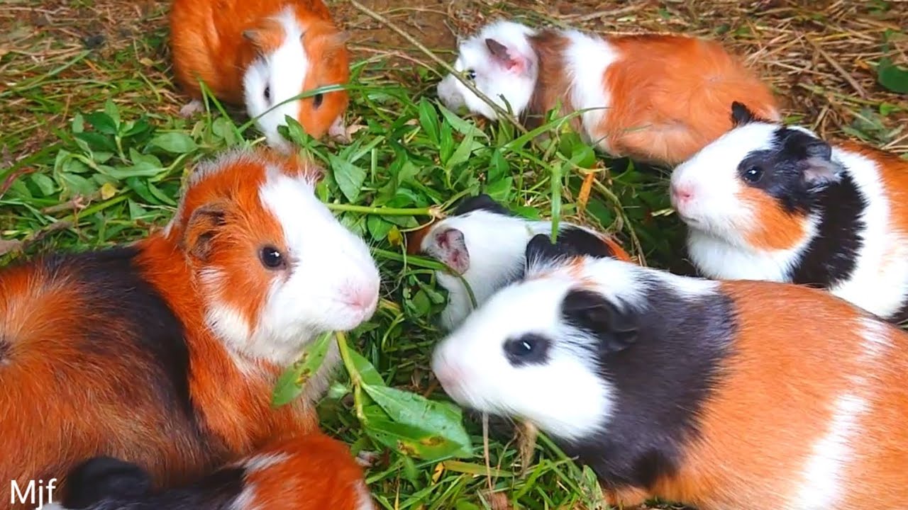 Guinea pigs eating asmr cute guinea pig moments,raising guinea pigs for food,asmr eating mukbangs