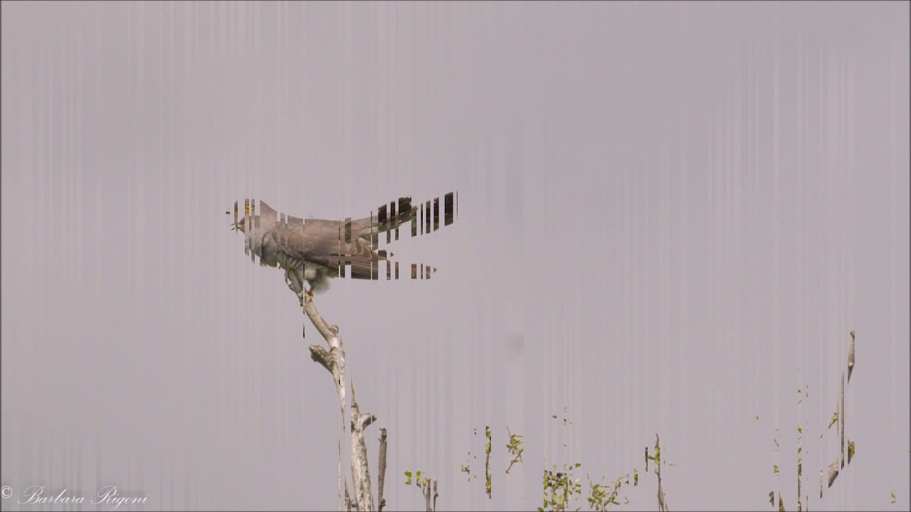Il canto degli uccelli del bosco: Il cuculo (Cuculus Canorus). Video: Nikon Coolpix P1000
