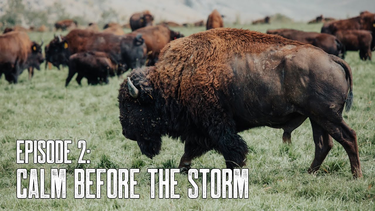Bison Boys | Calm Before the Storm