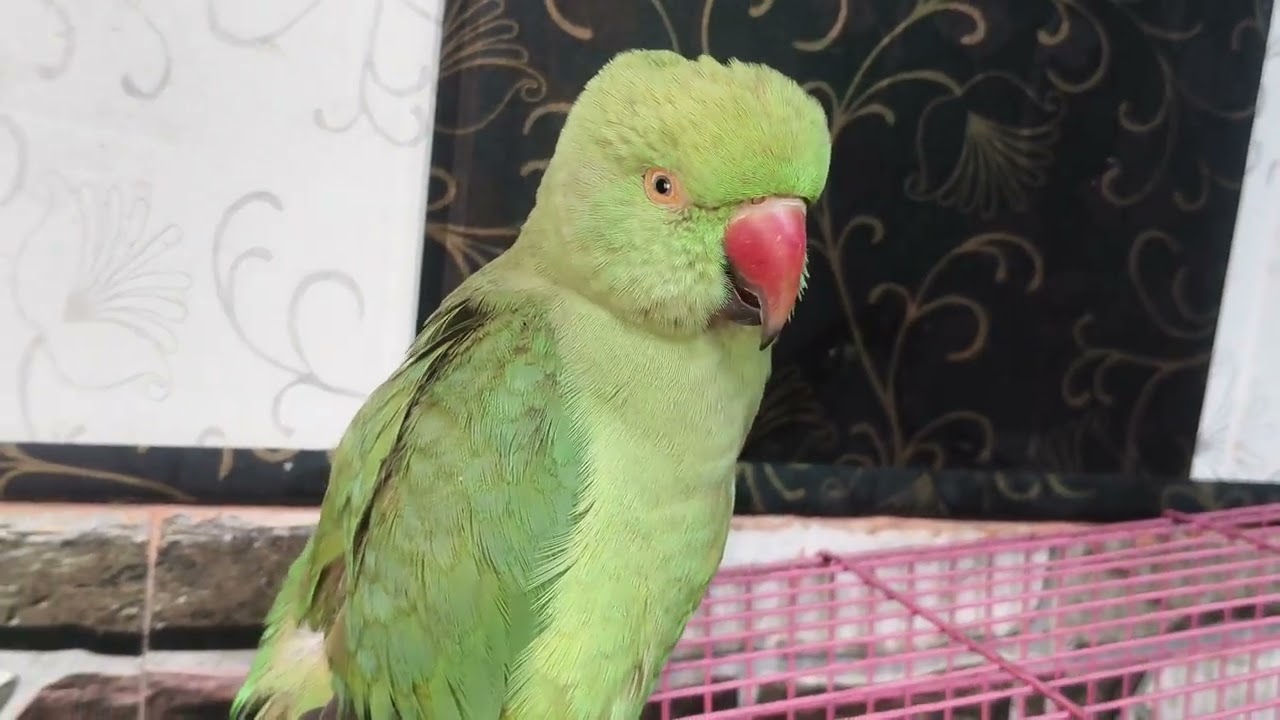 March 14, 2026 mittu baccho ki tarah bolne wala tota 🦜#nonstoptalkingparrot 🥰#followlike #kittuparro