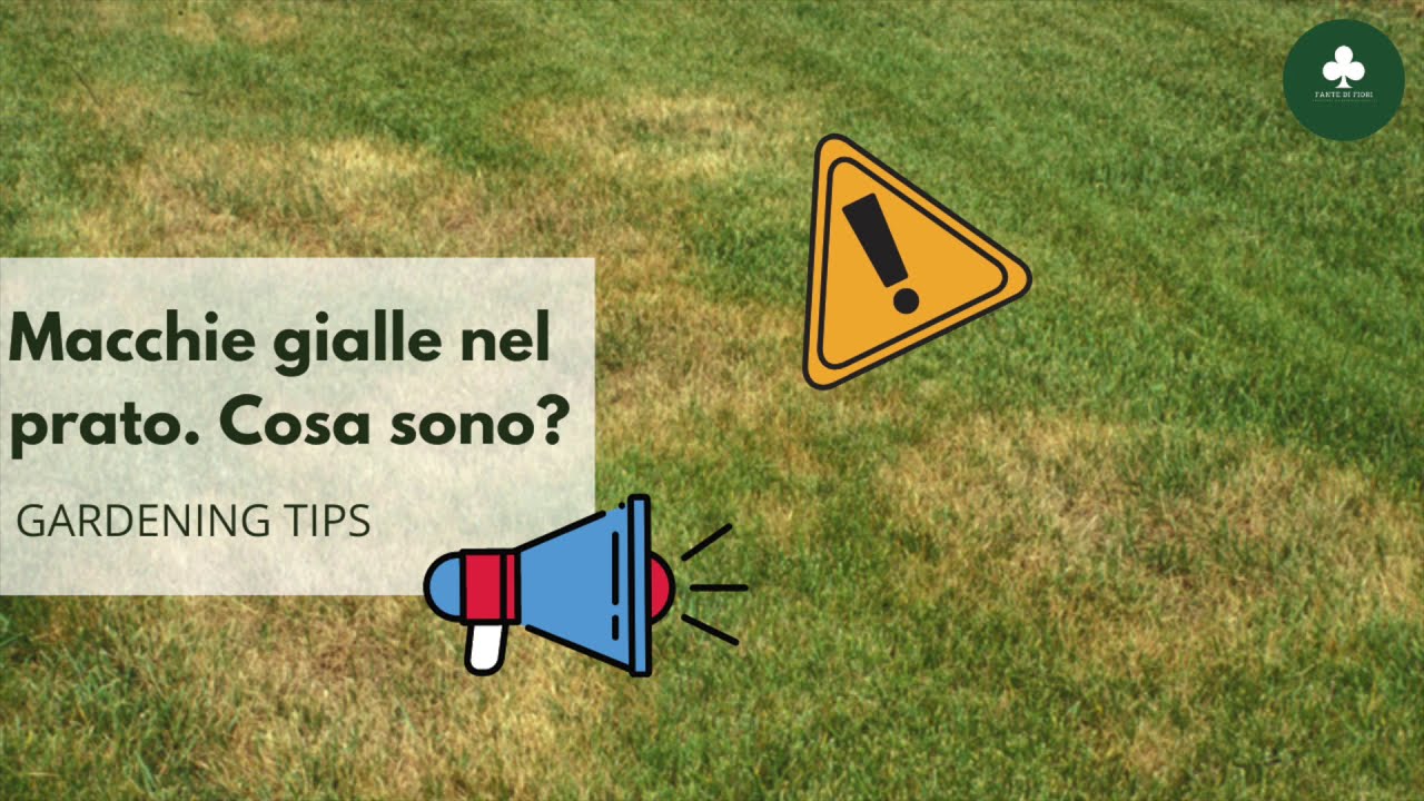 Gardening tips #2 Macchie gialle nel prato. Cosa sono?
