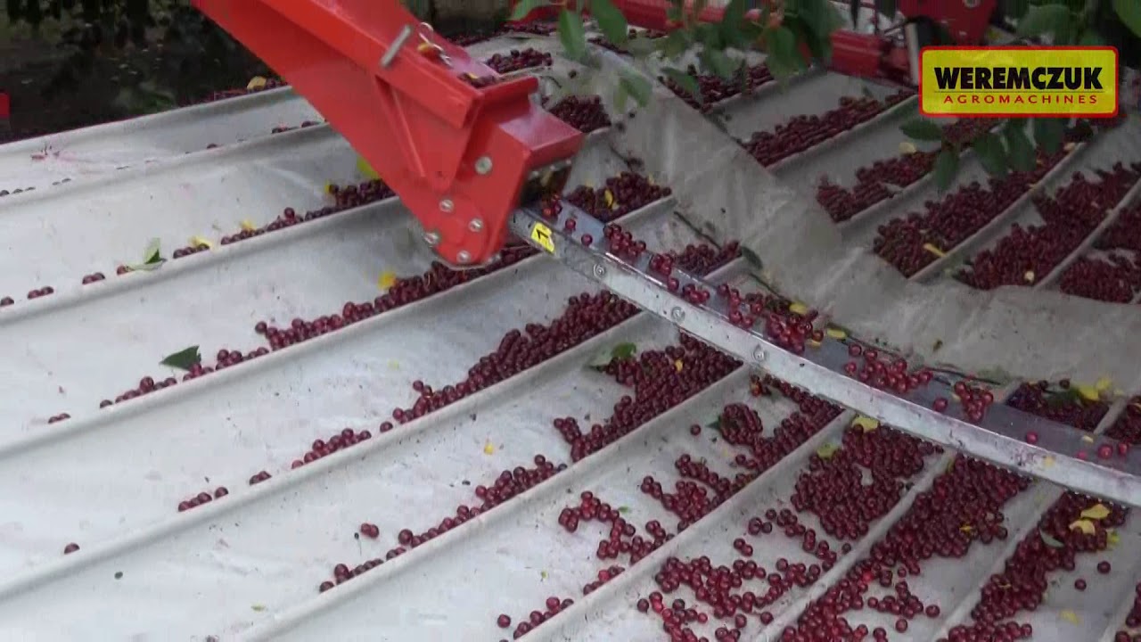 Sour cherry harvesting with MAJA AUTOMATIC - Tresač za vi&scaron;nje