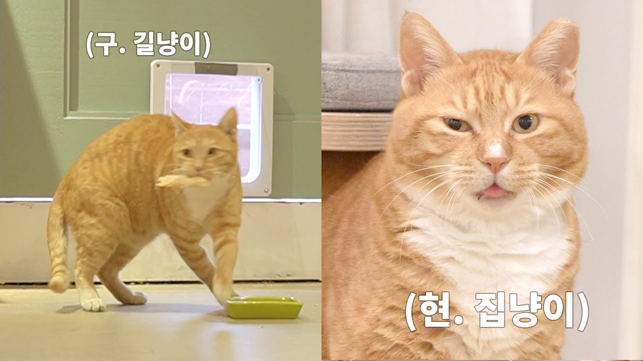 길냥이 시절엔 절대 못하던 이것...!