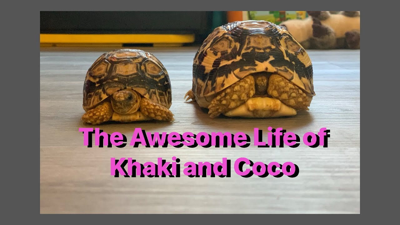 Intro to Leopard Tortoise Life