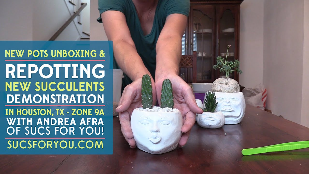 New Pots Unboxing and Repotting Succulents!