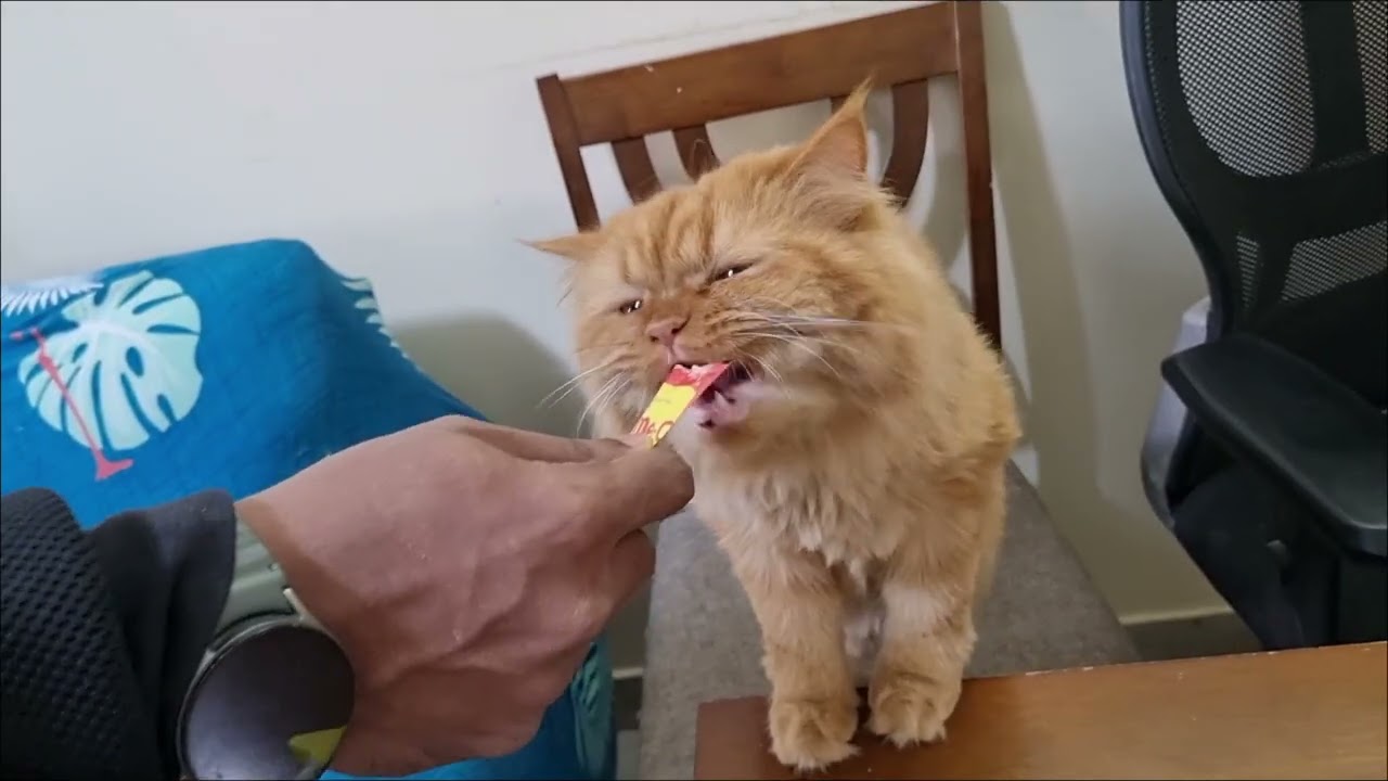 Persian cat Sisters Mia & Mimi's 4th stay moments ♥️  #catvideos #cat 