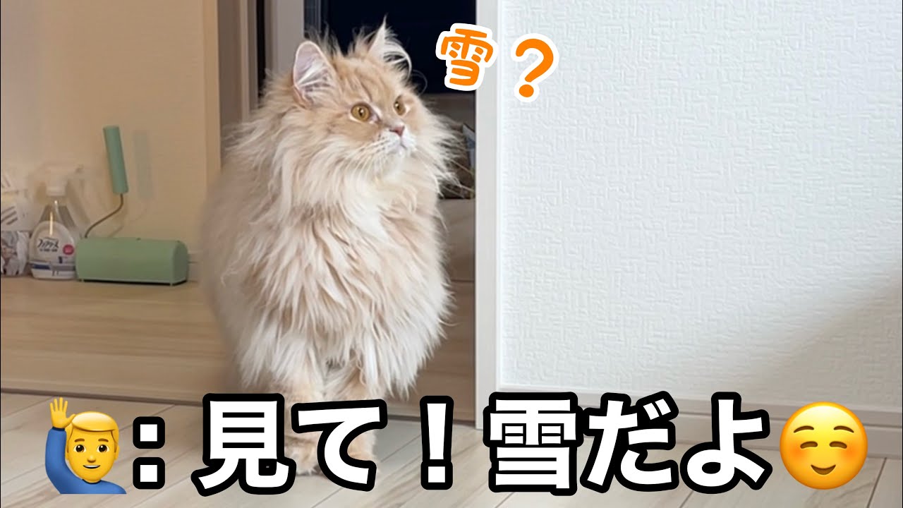 今年初の雪景色を見た猫たちの反応が可愛すぎました