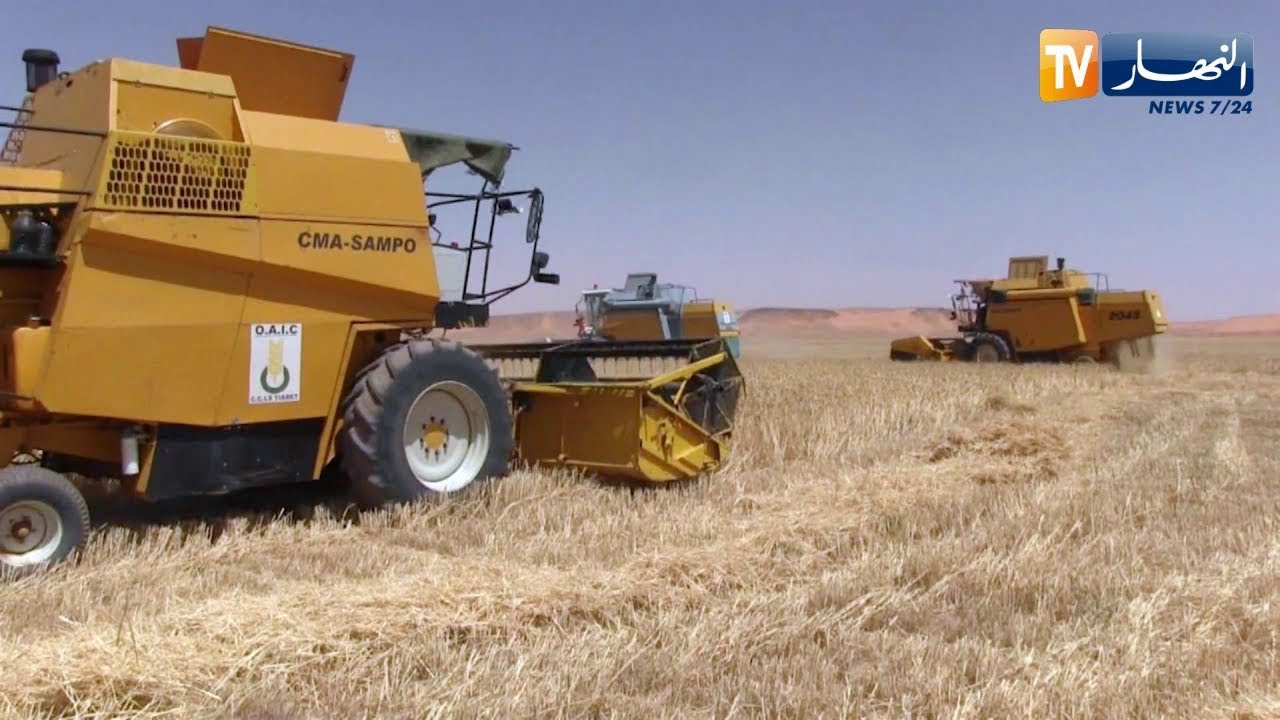 أدرار: إنطلاق موسم الحصاد وتوقعات بإنتاج حوالي 730 ألف قنطار من القمح الصلب